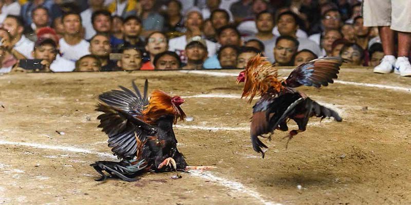 Giới thiệu về Ws168 Đá Gà H3bet