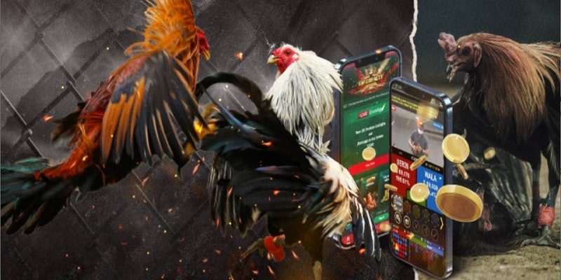 Kinh Nghiệm Chơi Aog Đá Gà H3bet