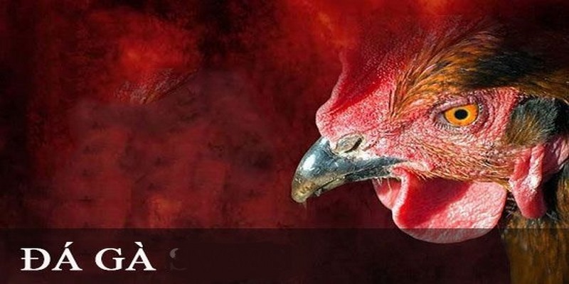 Lịch sử và Văn hóa của Đá Gà