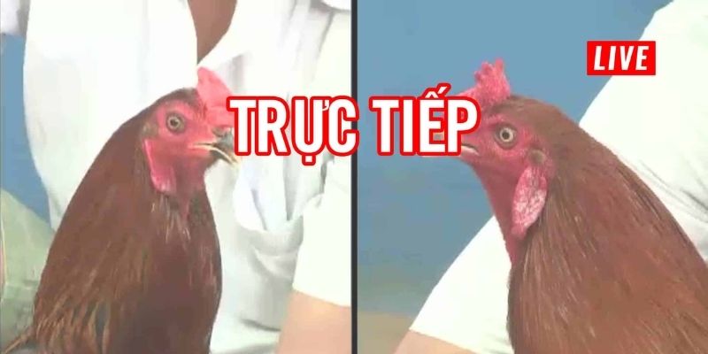 Những lời khuyên hữu ích cho Đá Gà H3bet